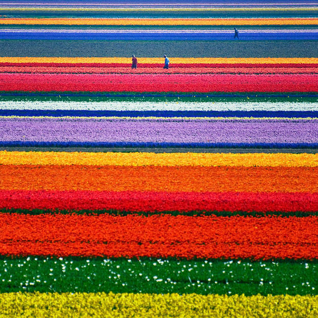 lugares curiosos Campos de tulipanes en Holanda