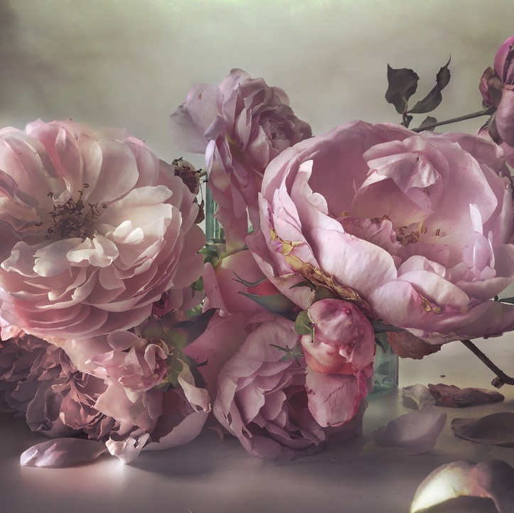  «Nick Knight: Roses from my Garden»