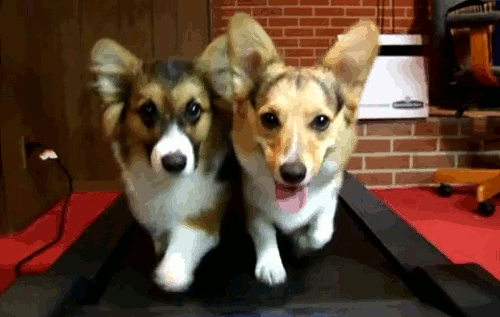 5 gif de la semana dogs