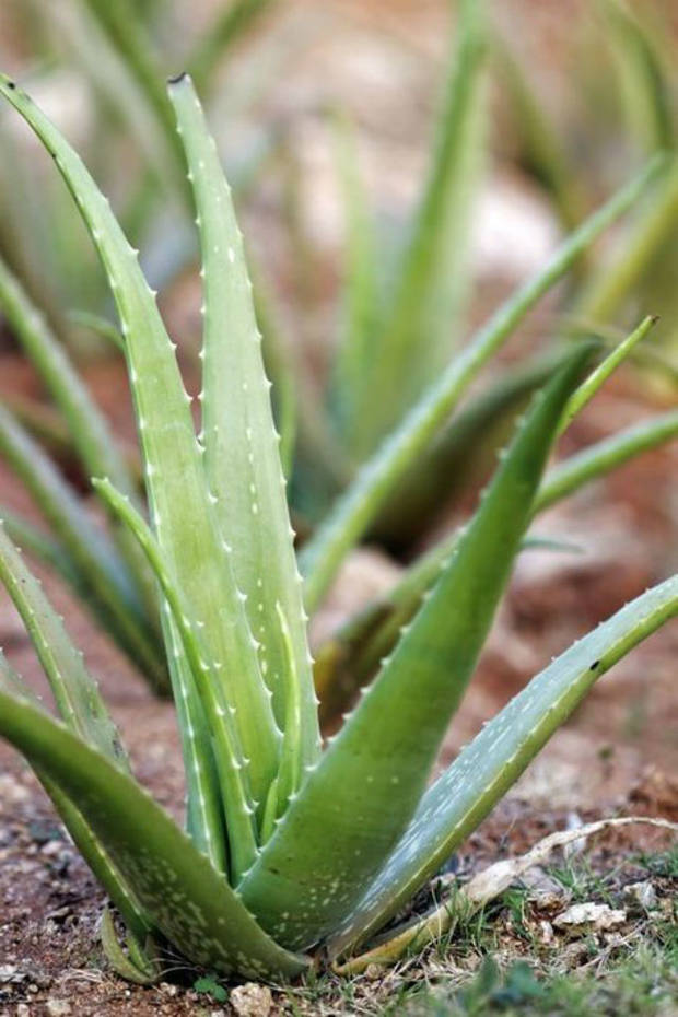 aloe vera growing