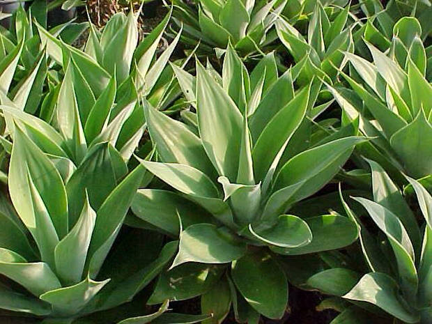 azucar-blanco-enemigo-alimentacion_agave- vanidad - 5
