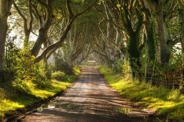 Lugares callejon de arboles, Irlanda 02