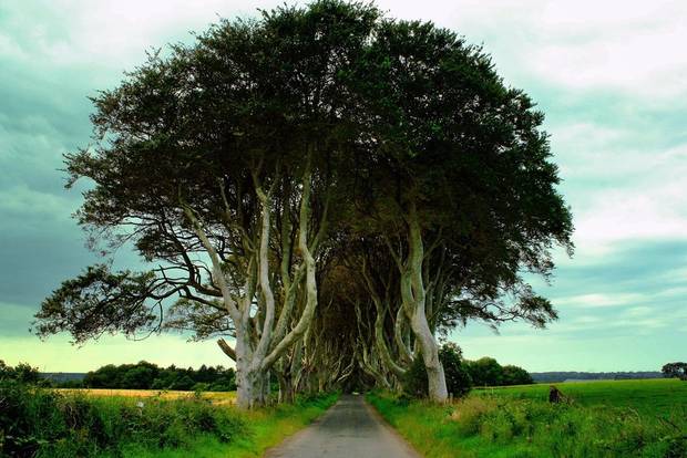 Lugares callejon de arboles, Irlanda