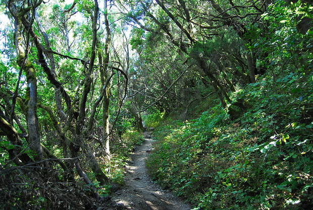 parques naturales garajonay