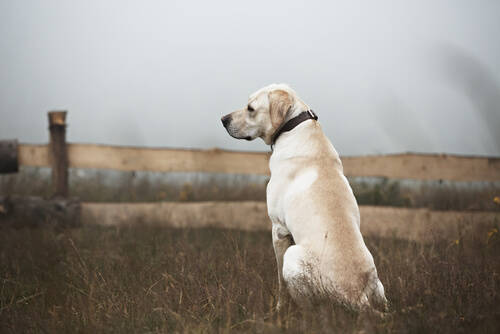 Perro abandonado
