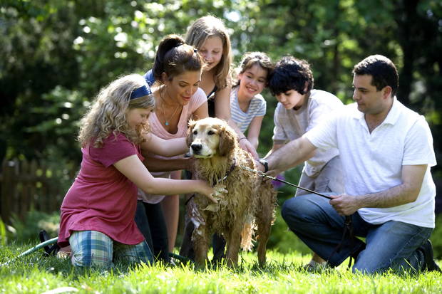 Perro familia