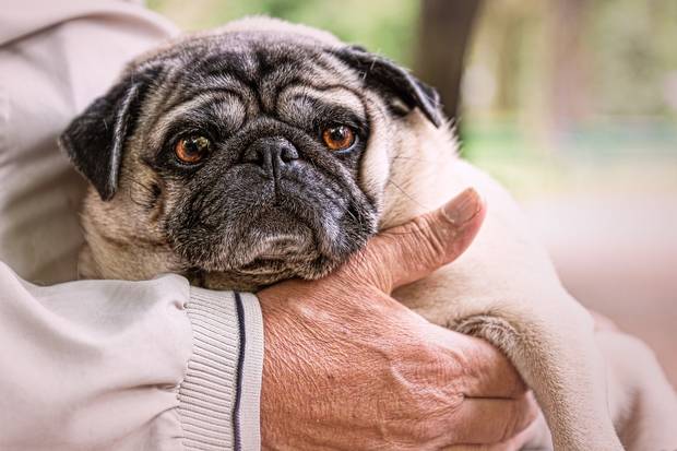 Perro llorando