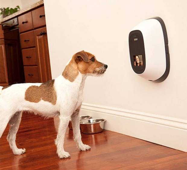 Perro videollamada