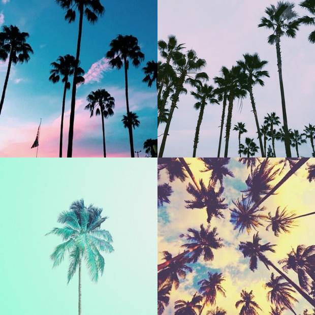 Tips_Instagram_palmeras