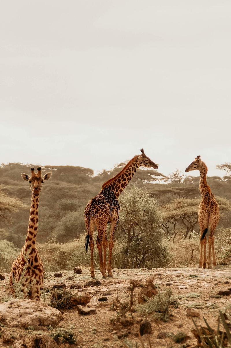 Tanzania alberga uno de los safaris más emocionantes del mundo y uno de los viajes antes de los 40 que dejan huella para siempre