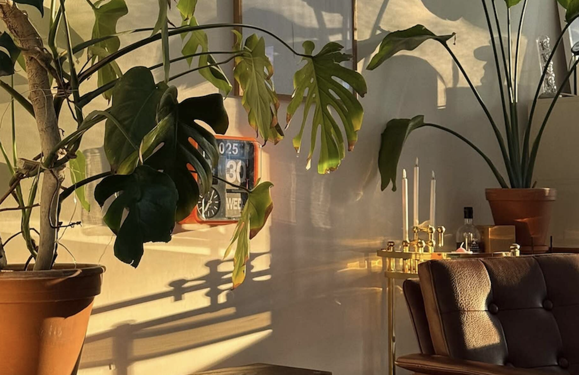 Las plantas con las que querrás decorar tu casa este otoño. Imagen: @aplacebeyondthenines