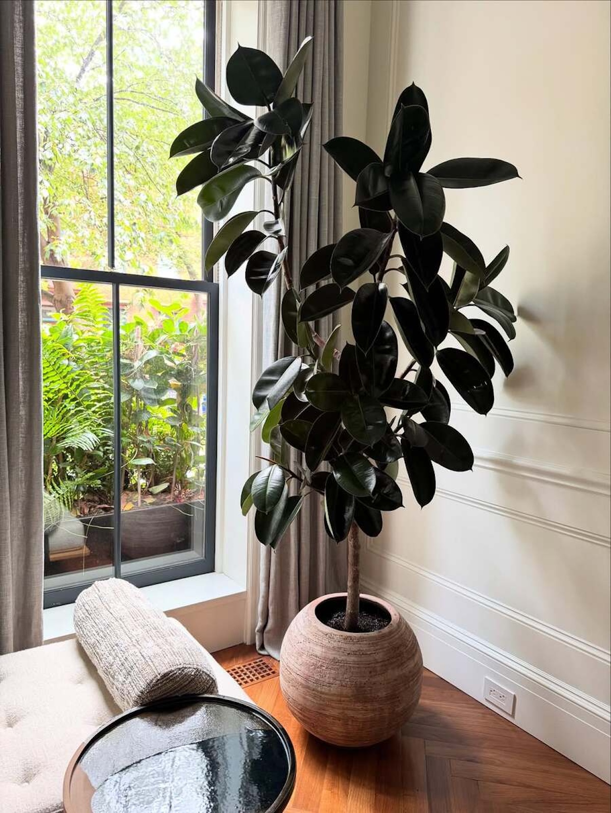 Ficus elástica, la planta más elegante para el rincón del salón, una de las plantas de moda del momento. Imagen: @eafandjune 