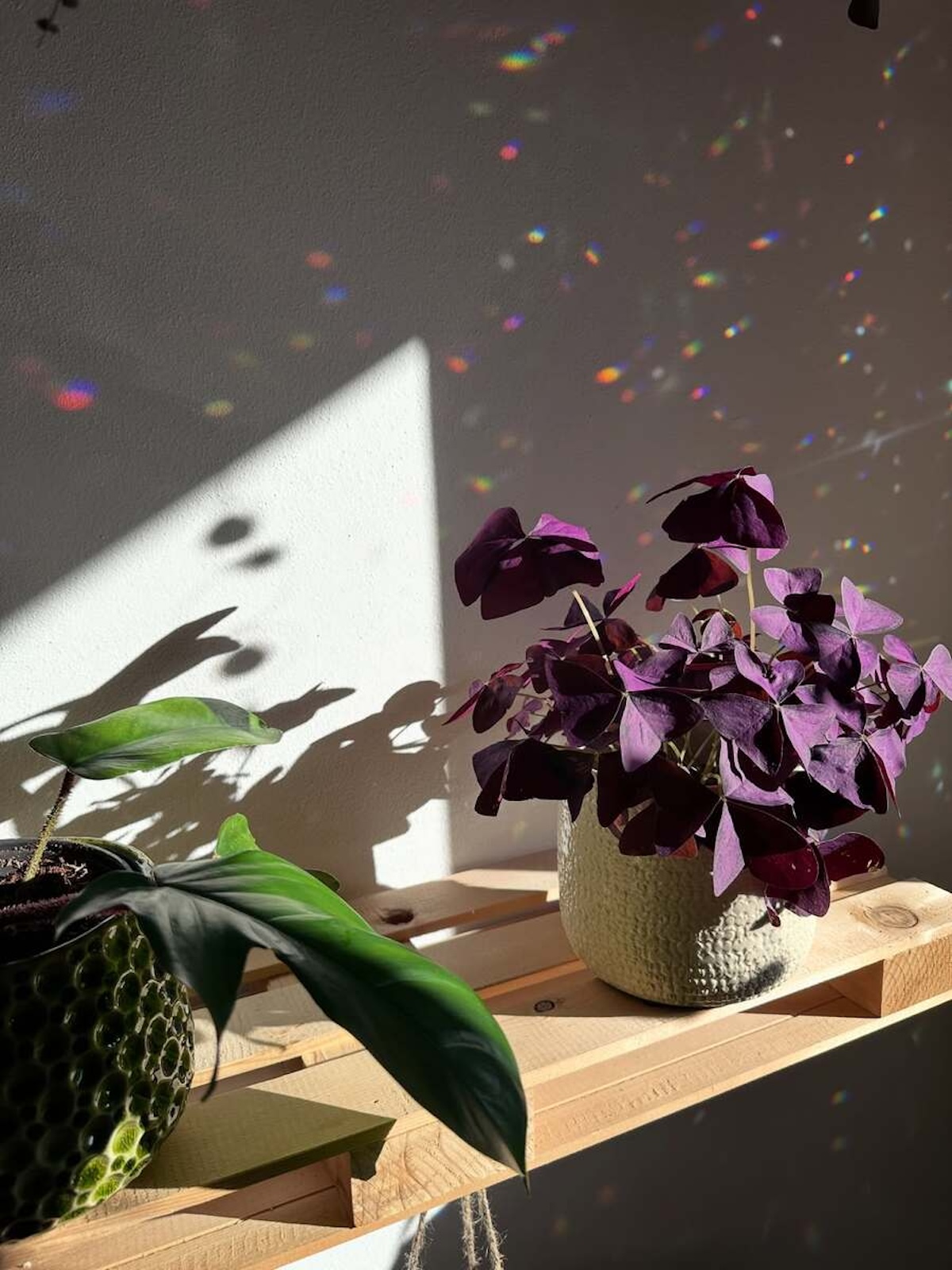 Oxalis Triangulares, la planta de color berenjena, una de las plantas de moda del momento. Imagen: @marti.in.bloom 