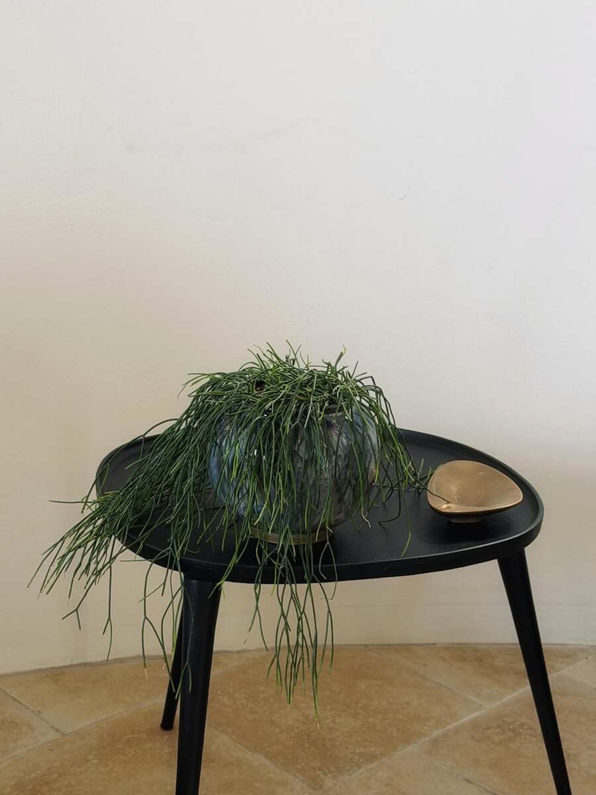 Peperomia caperata, una planta muy llamativa y decorativa, una de las plantas de moda del momento. Imagen: @botanico__studio 